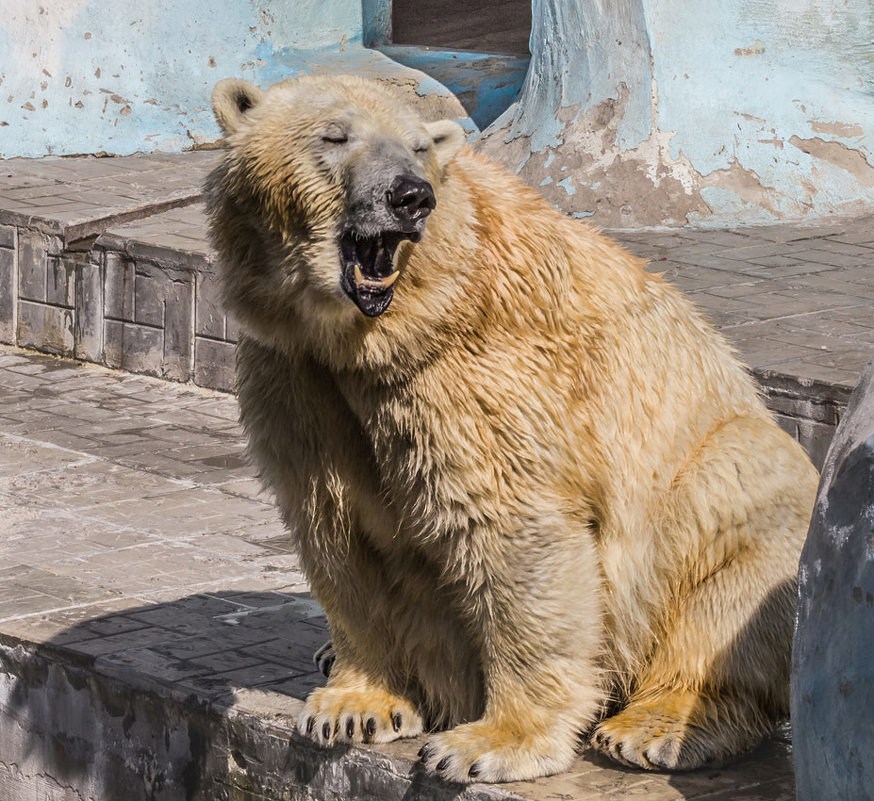 Полярный медведь - Nn semonov_nn