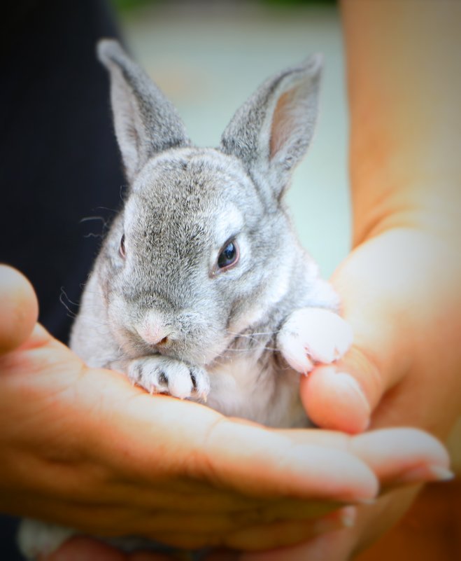 cute babu bunny - Natalya секрет