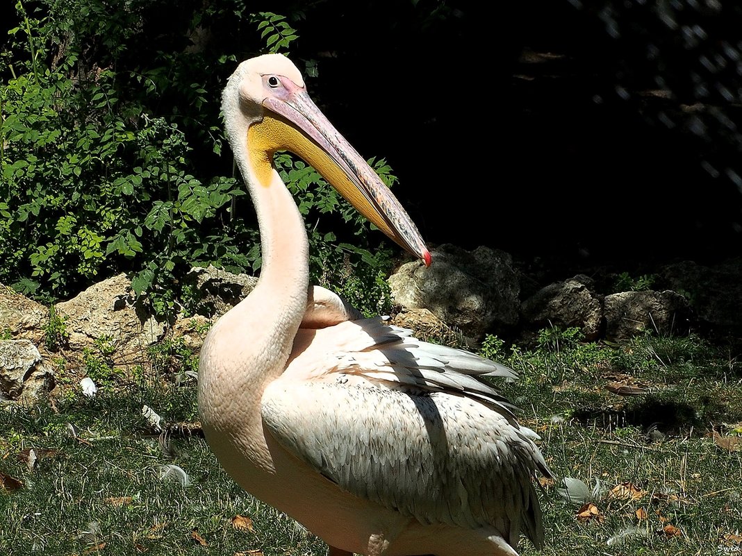 Высокомерный пеликан - wea *