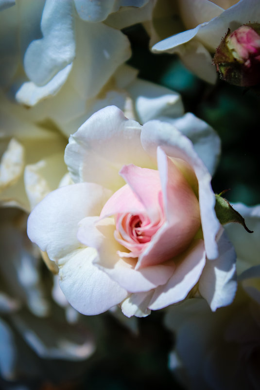 Rose flower - Татьяна Пилипушко