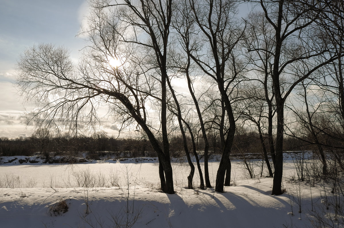 Деревья вдоль реки - Андрей Зайцев