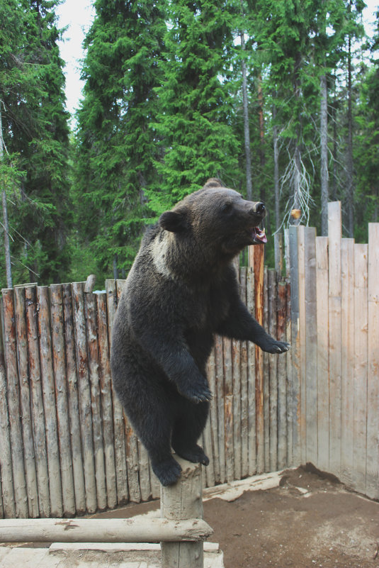 Бурый медведь Балу - Виктория Титова