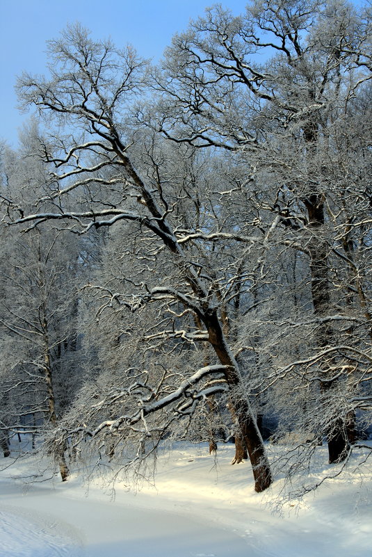 Деревья в снегу. - юрий 