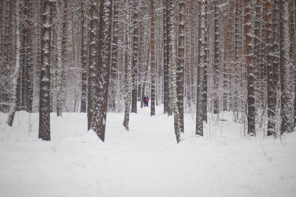 Прогулка в сосновом лесу - Ольга 