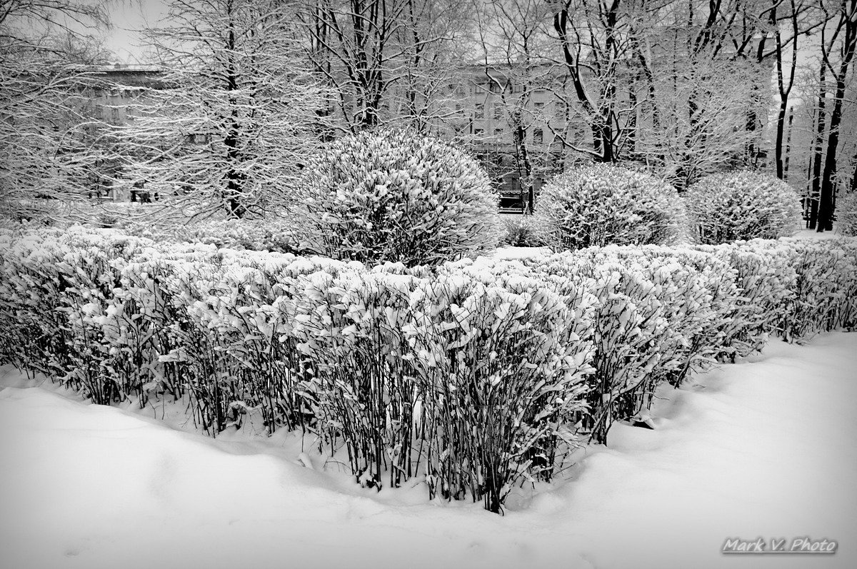 Чёрно-белая зима. 15.02.2016. - Марк Васильев