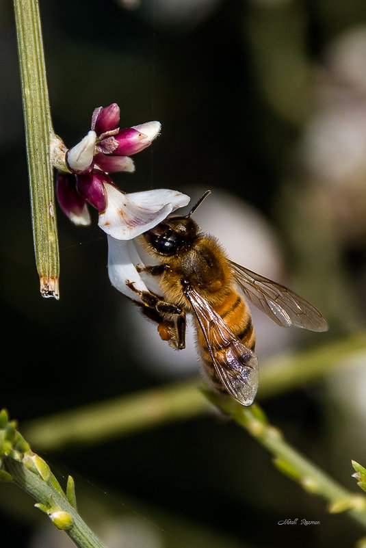 пчелка Мая - Наталья 