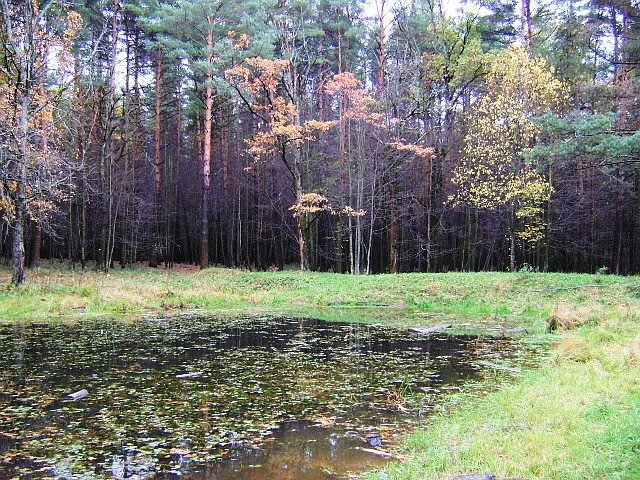 Пруд лесной - Виктор Неклюдов