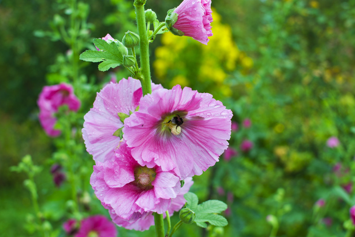 Пчела и цветок - Наталья Копылова