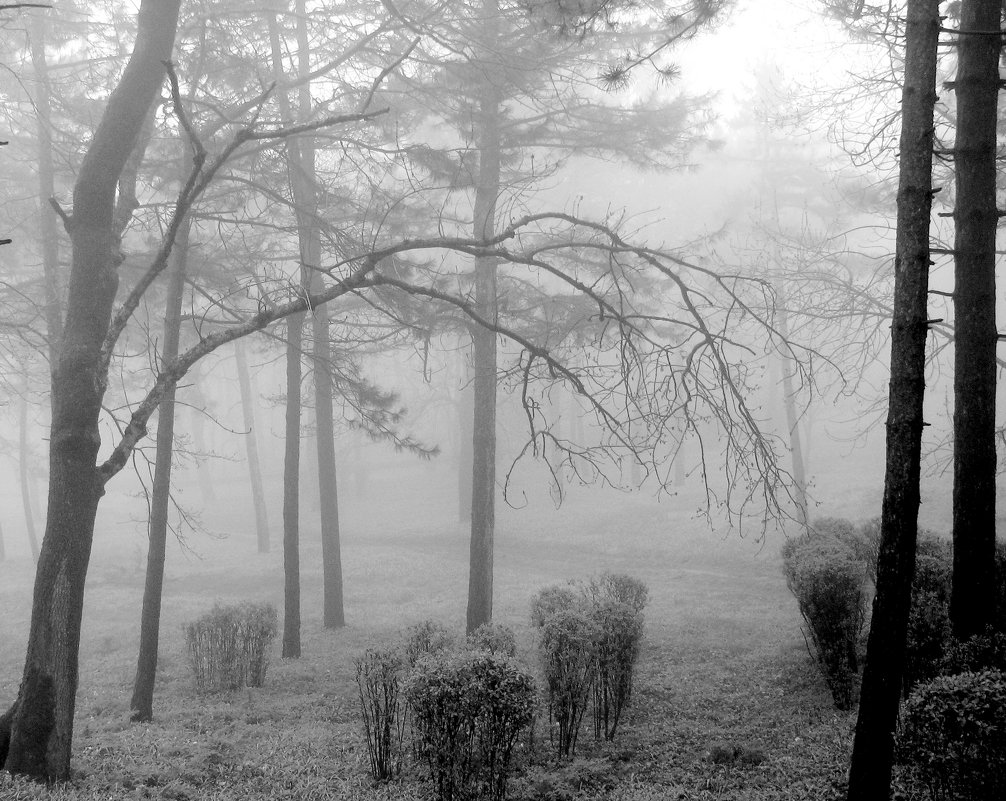 Парк  в  тумане.... - Валерия  Полещикова 