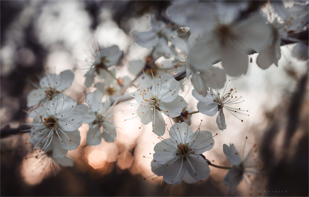 Когда цветет вишня - Павел Корнеев
