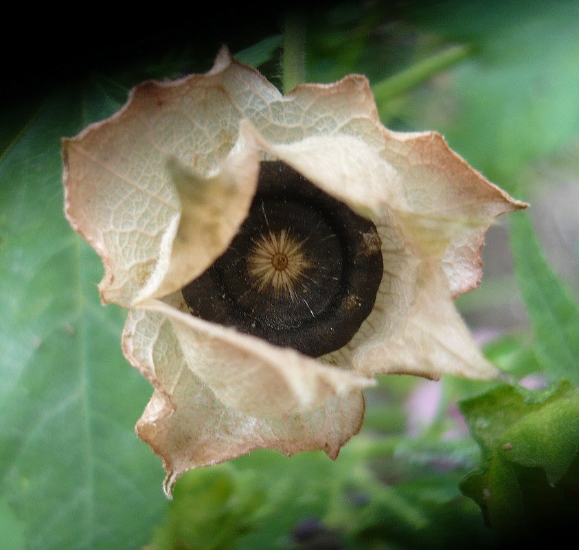 Засохший цветок лаватеры - Вера Щукина