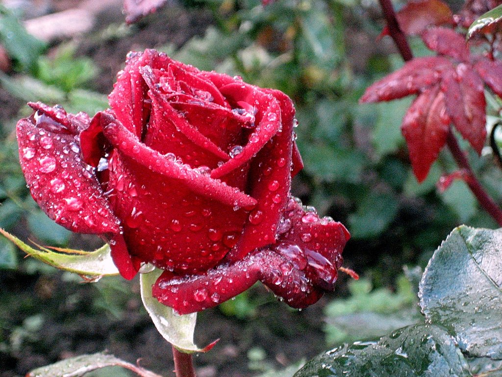 Роза после дождя - Leonid Tabakov