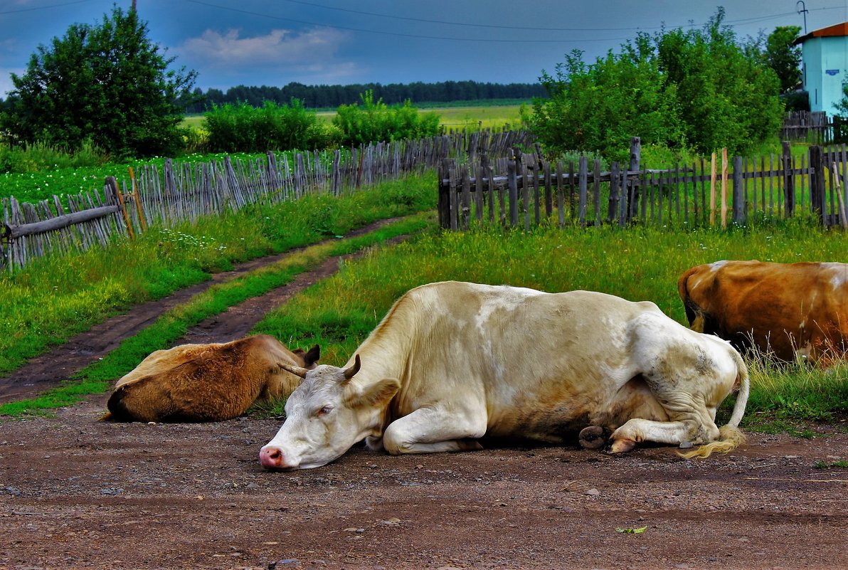 Полуденный отдых - Сергей Чиняев 