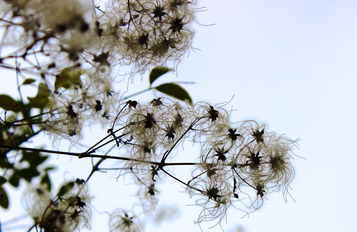 Пушистые цветы зимы - Светлана 