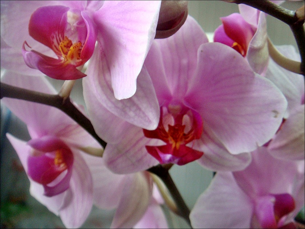 Нежность орхидеи - Нина Корешкова