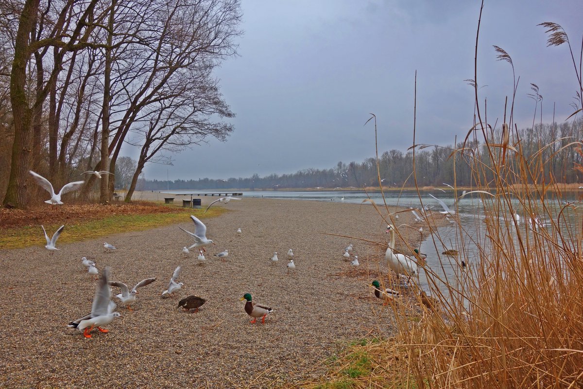 Февральский дождливый день на озере... - Galina Dzubina