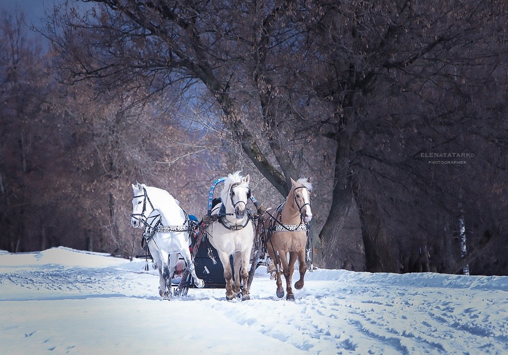 ...тройка лошадей - Elena Tatarko (фотограф)