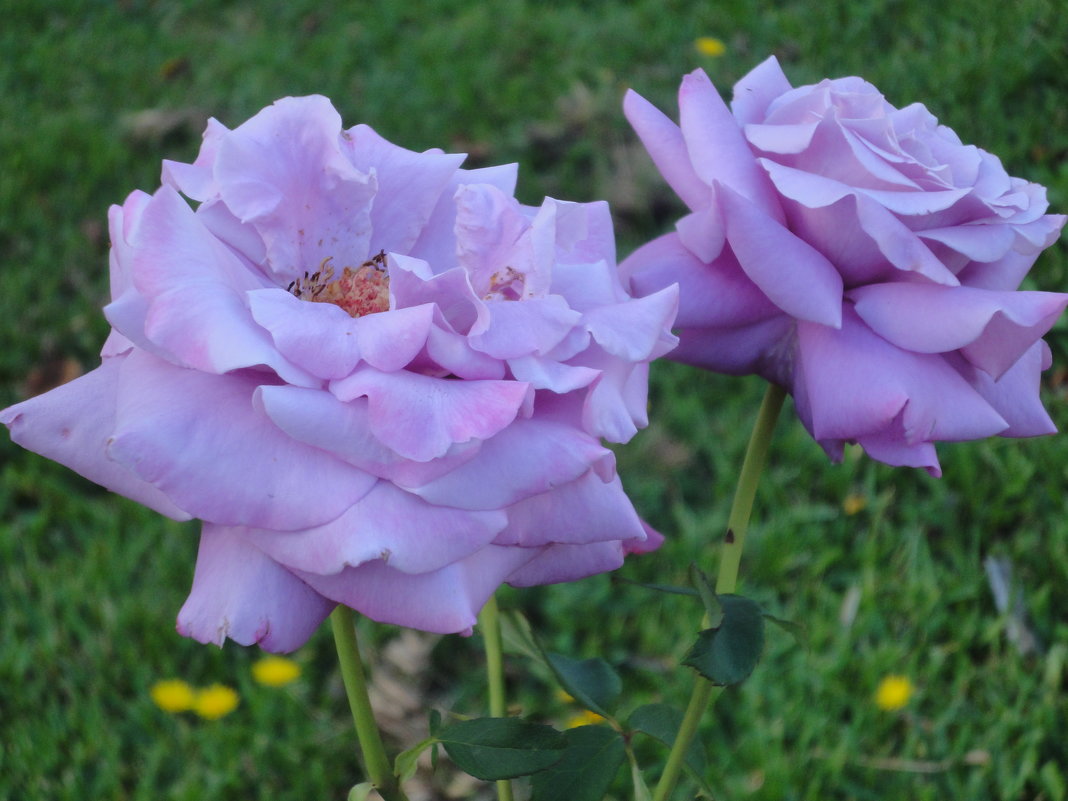 Синяя роза(без фотошопа) - Антонина 
