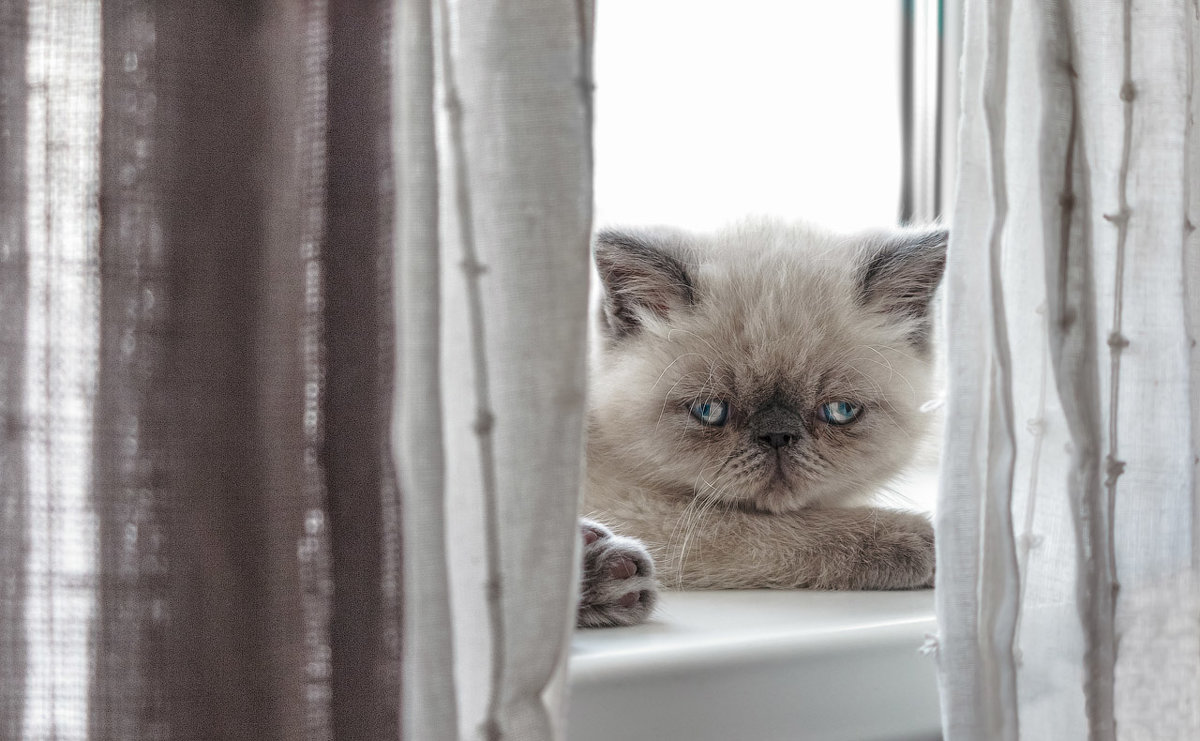 Exotic Shorthair kitten. - Илья В.