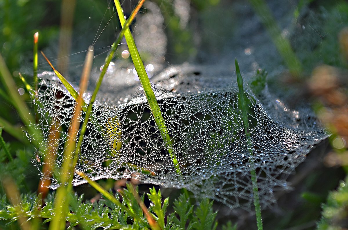 morning dew - Tatiana Kretova