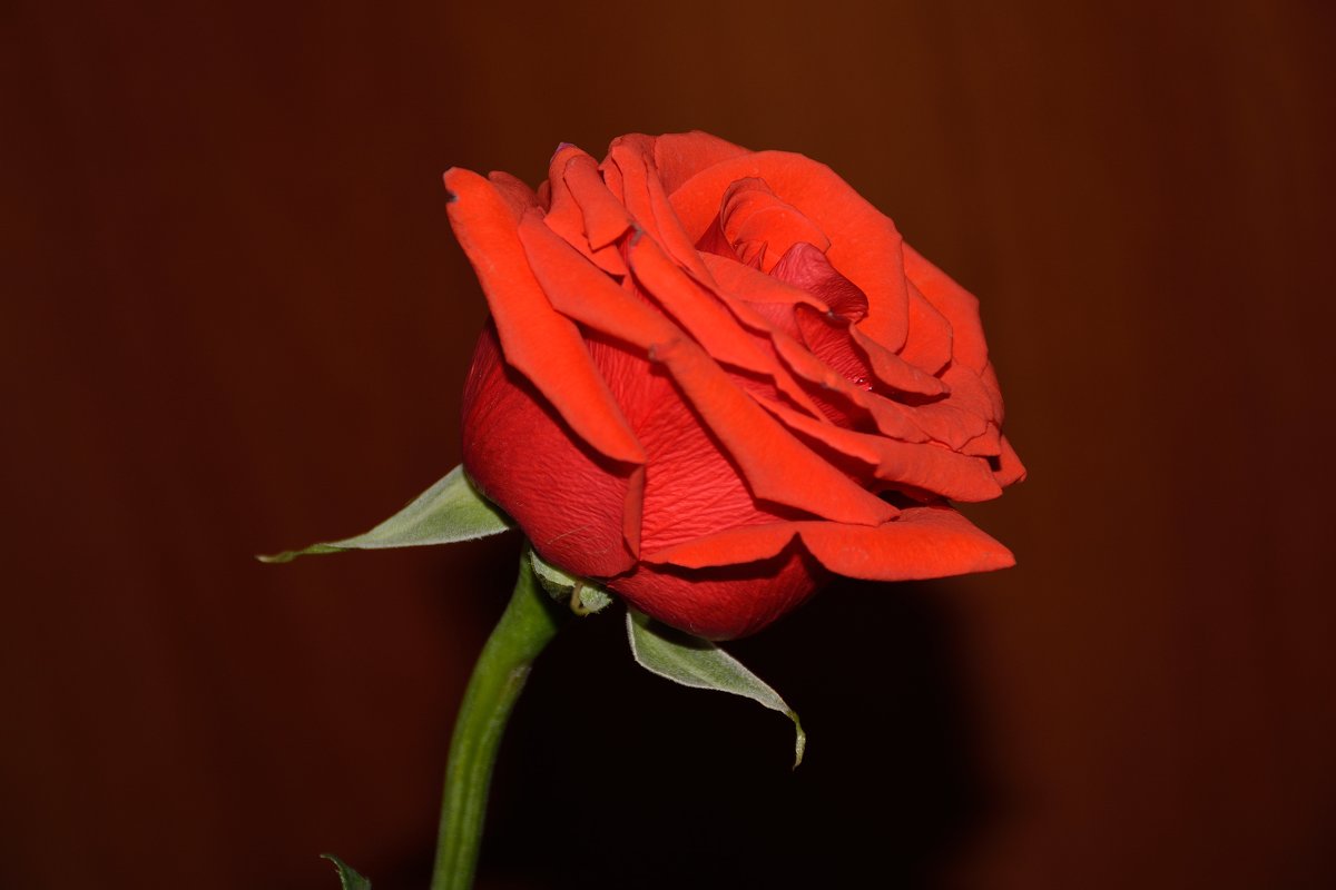 Одинокая роза - Константин Жирнов