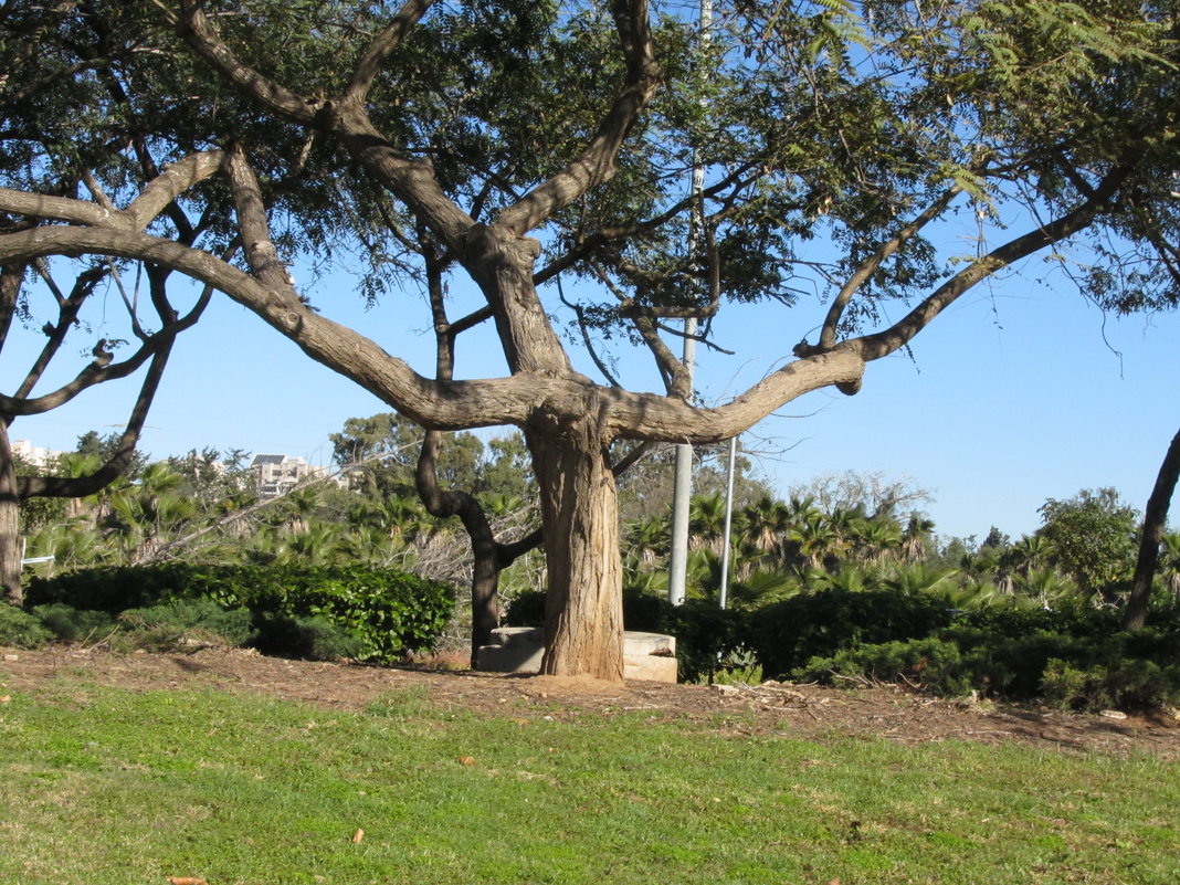 Дружелюбное дерево - Герович Лилия 