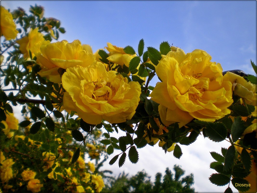 Розы желтые - Татьяна Пальчикова