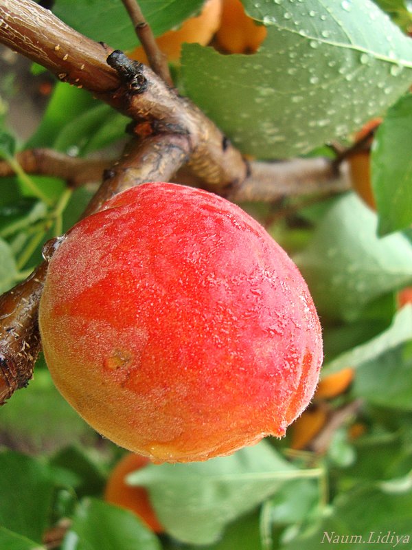 Умытый дождем абрикос - Лидия (naum.lidiya)