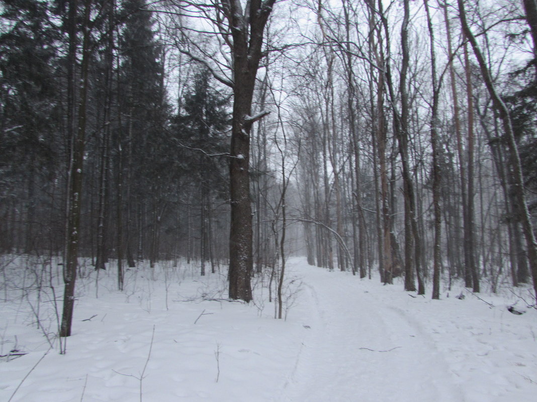 Зимний лес - Валюша Черкасова