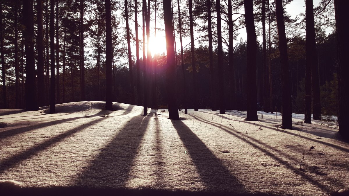 Зимний лес в лучах солнца - Tuchka Tuchka