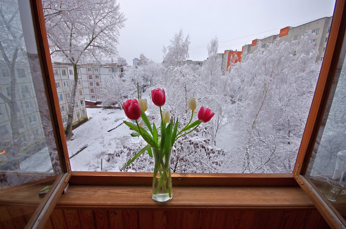 Тюльпаны и свежий снег во дворе - Дубовцев Евгений 