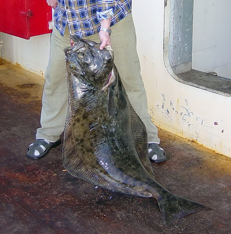 Мужики! А может быть, поговорим о рыбалке, морской…? (вес 46 кг.) - kolin marsh