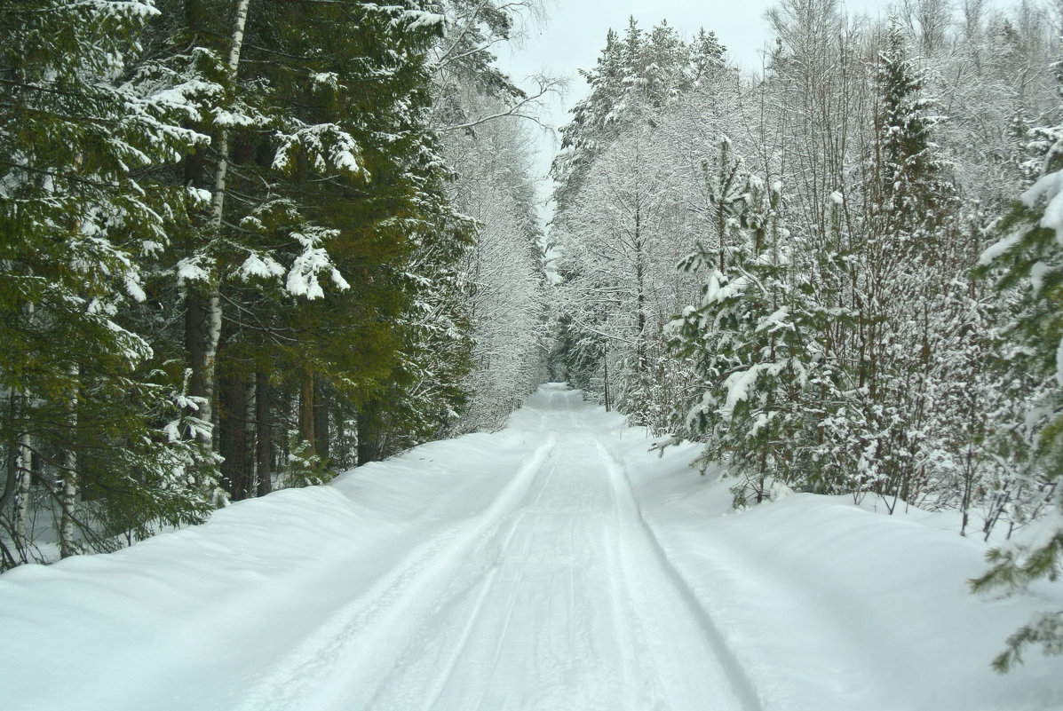 После снегопада-прогулка по лесу.. - Алла Кочергина