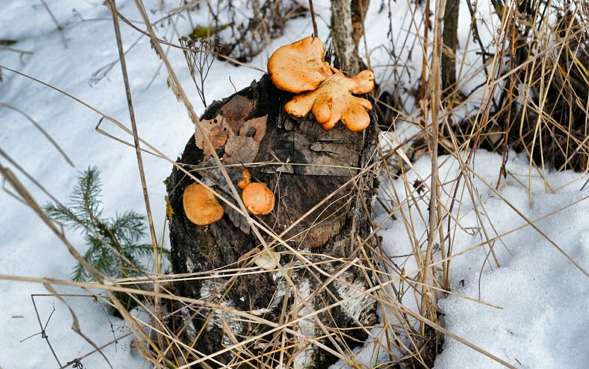 И зимой растут грибы - Милешкин Владимир Алексеевич 