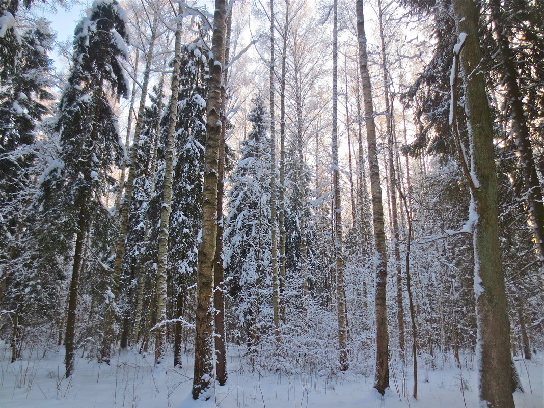 зимний лес - Елена 