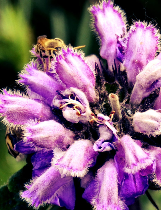 Пчела на цветке - Юлианна 
