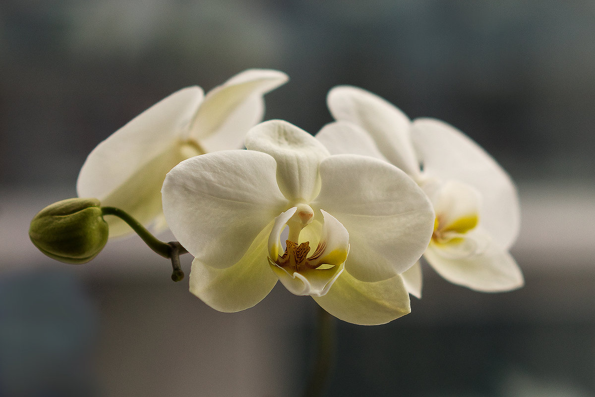 Орхидея - Оксана Лада