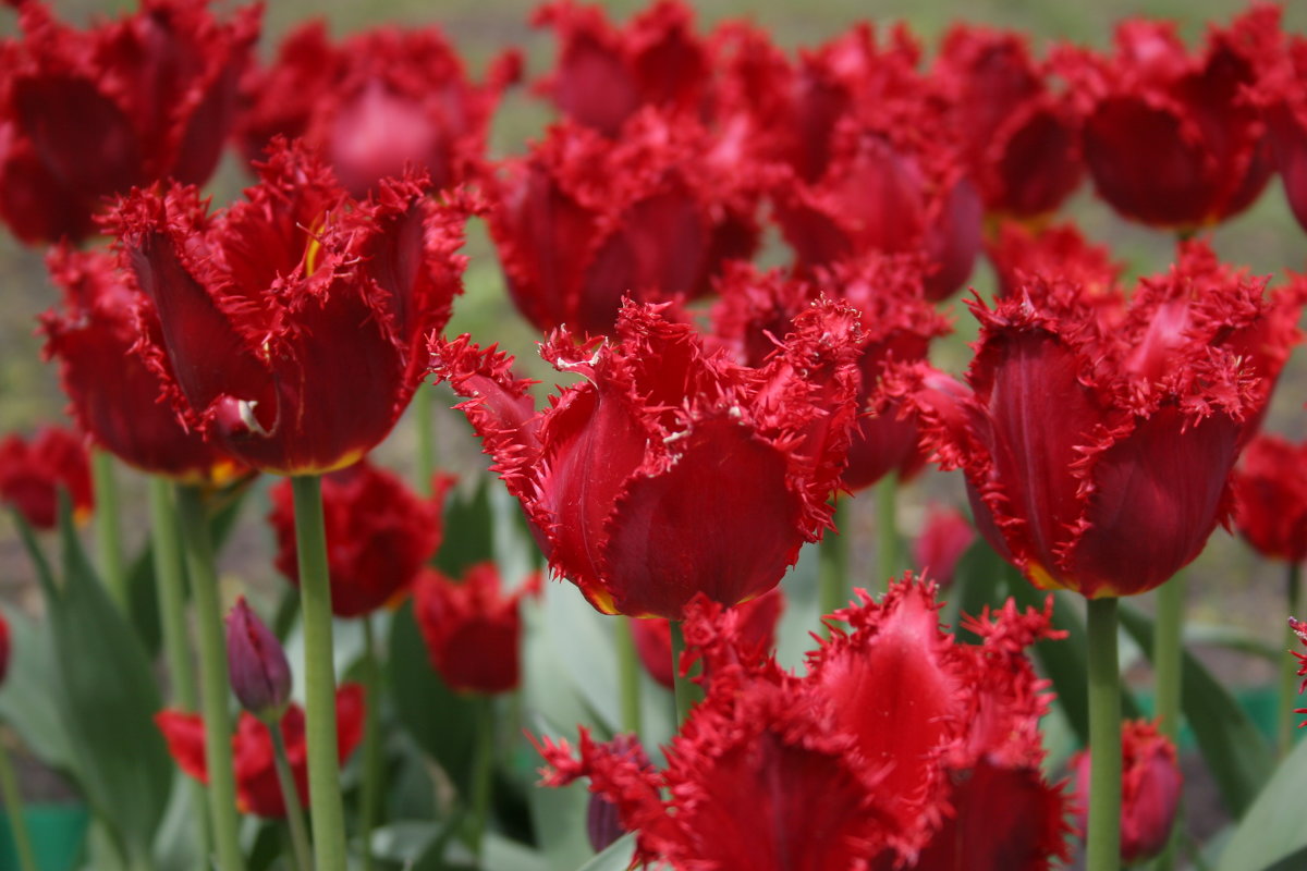 Бахромчатые тюльпаны - villy 
