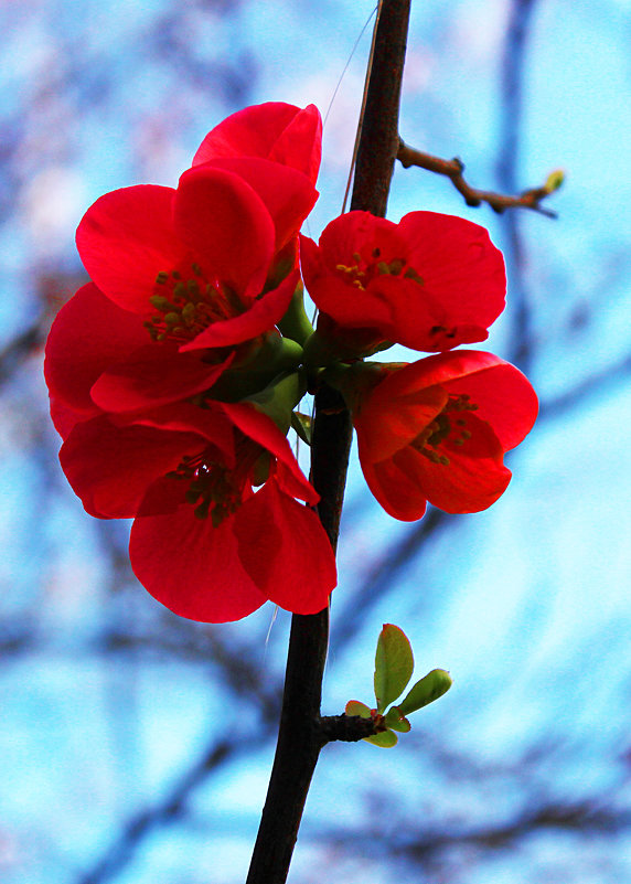 Весеннее цветение - Светлана 