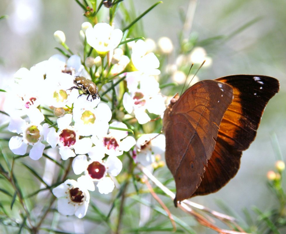 Бабочка - Осенний Лист (Doleschallia bisaltide, размах крыльев 6 - 8 см). - Антонина 