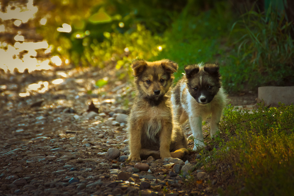 friends - sergey fedossoff