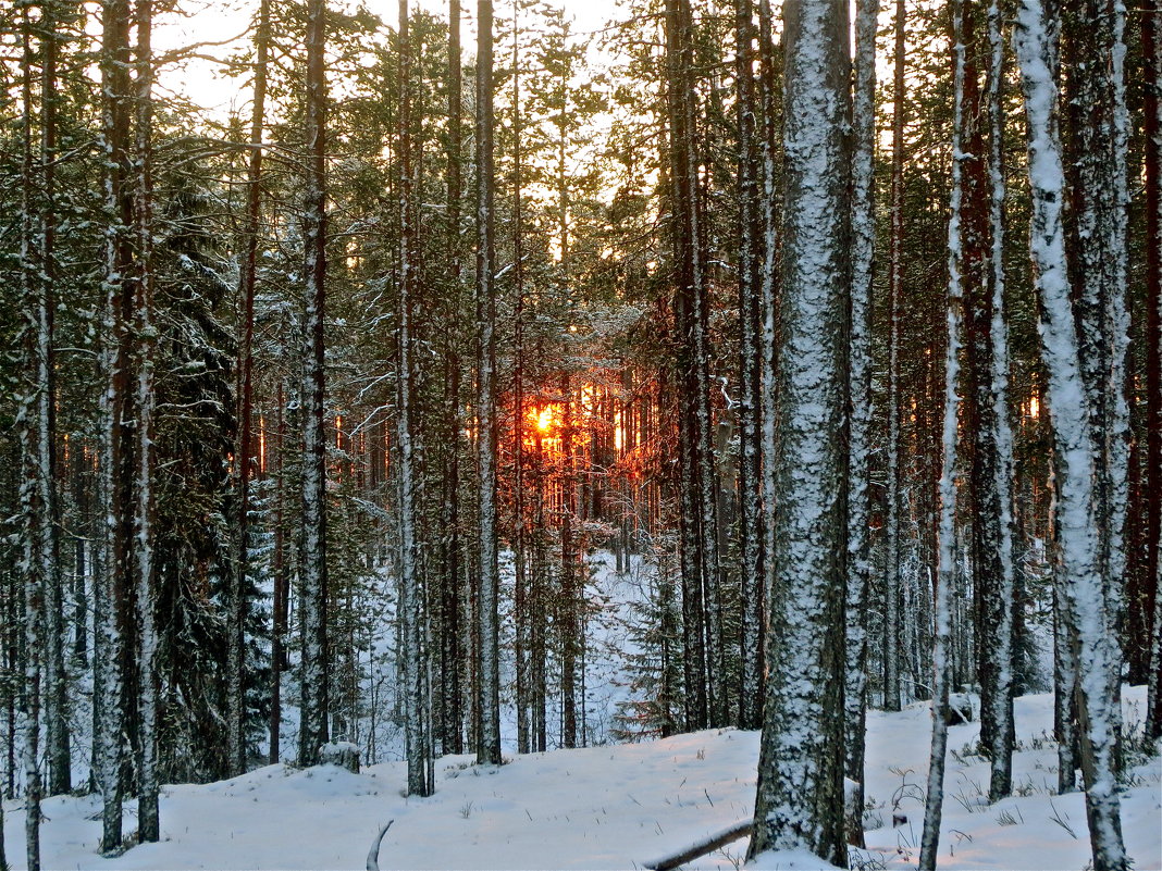 солнечный пожар за лесом - Елена 