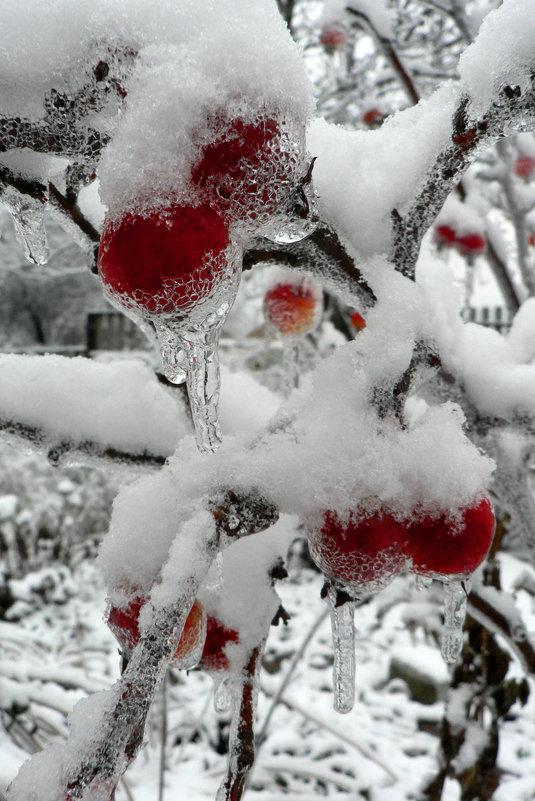 Яблоки под снегом 123624 - Игорь Шубовичь