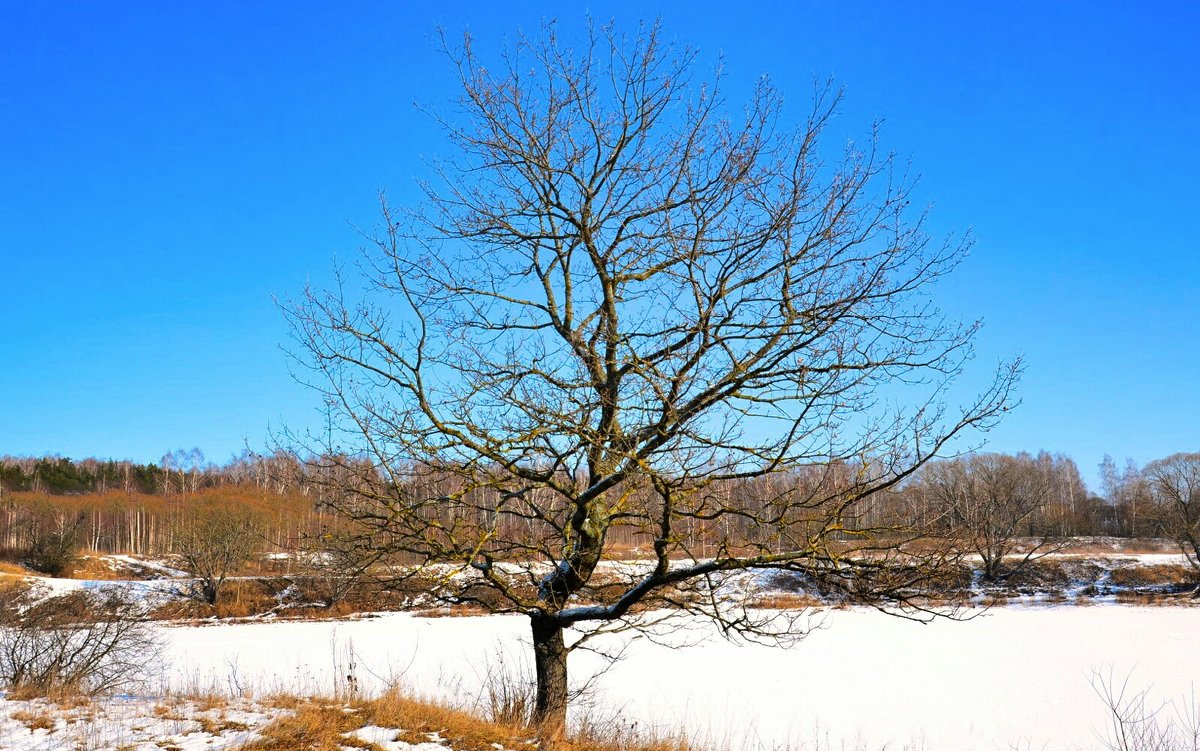 Одинокое дерево - Милешкин Владимир Алексеевич 