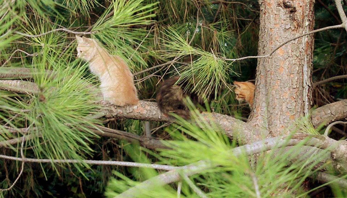 кошки на деревьях - elena manas