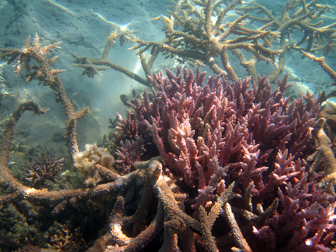 Такие запутанные кораллы - Lukum 