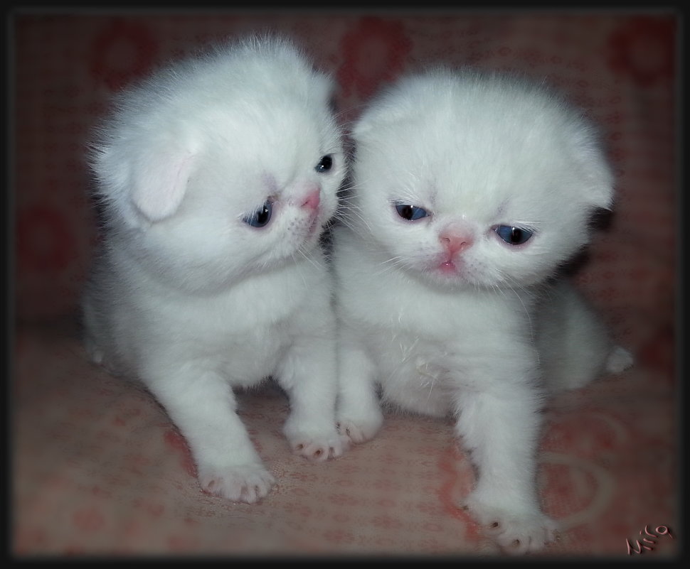 Двое маленьких котят в пеpвый pаз на миp глядят..... - Людмила Богданова (Скачко)