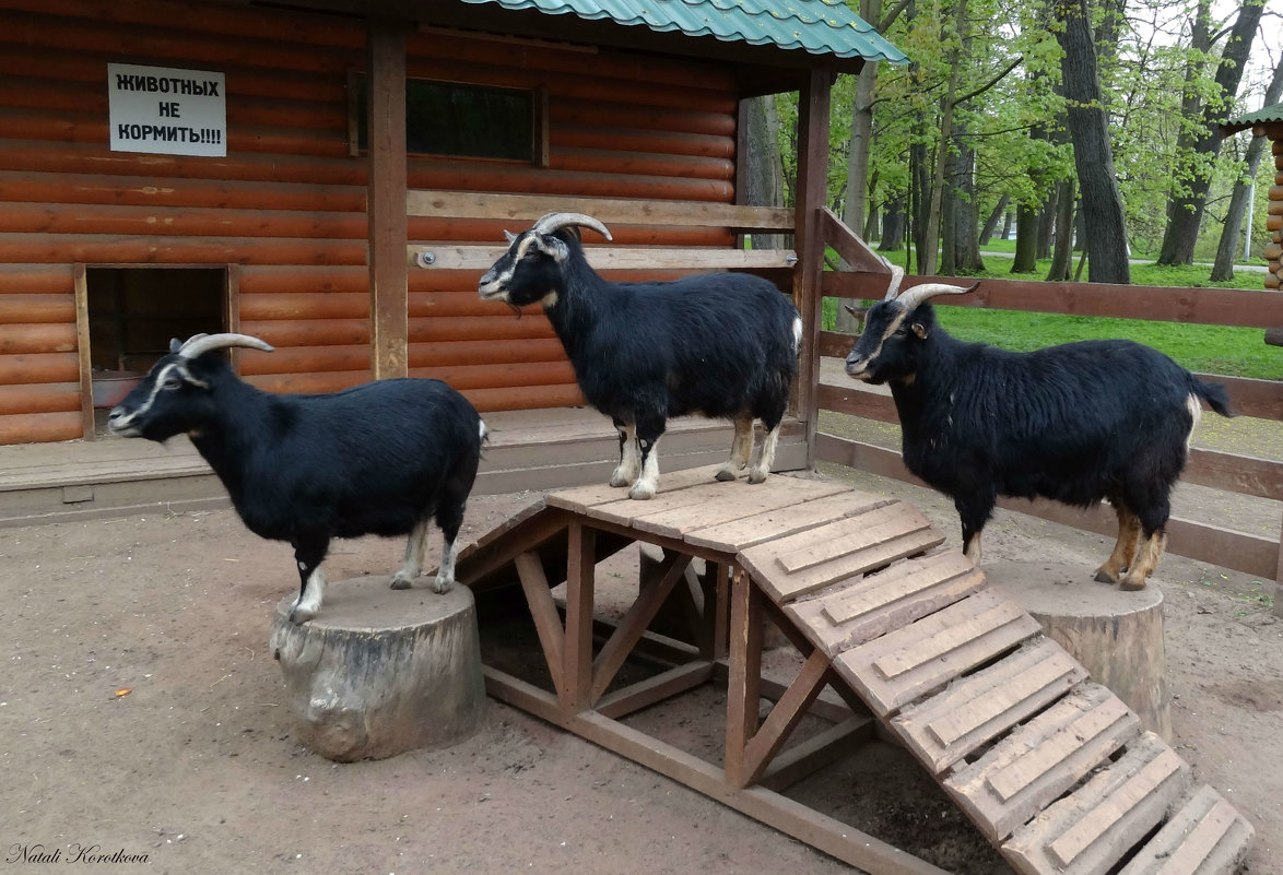 Парад-алле - Наталия Короткова