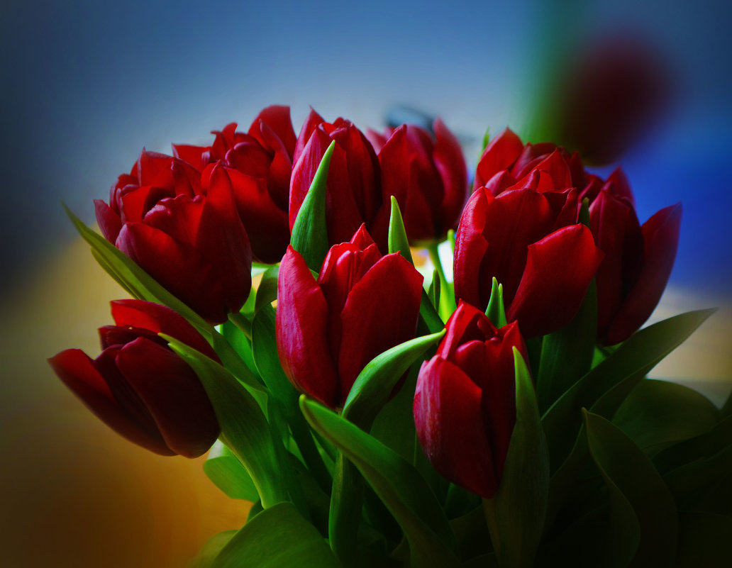 весна тюльпаны - Natalie 