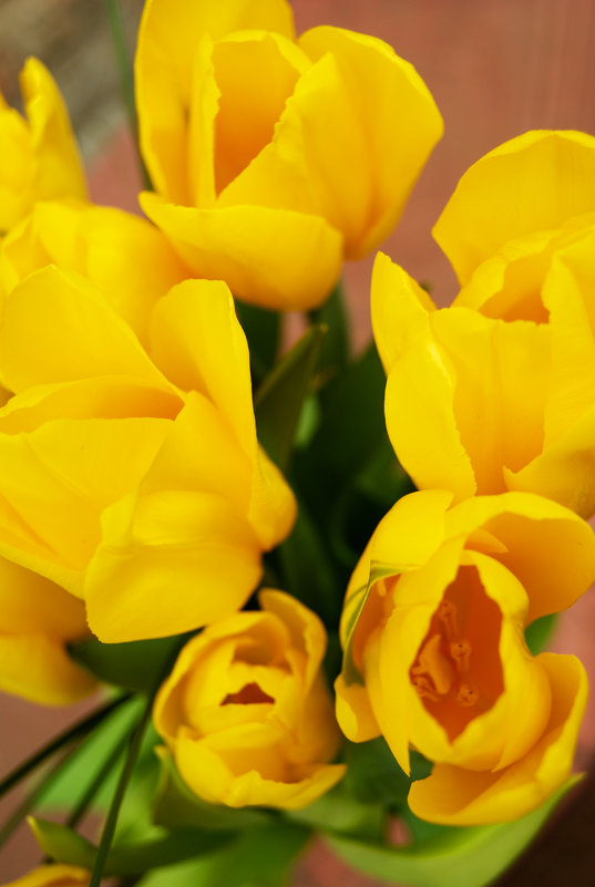 Жёлтые тюльпаны - Galina Belugina